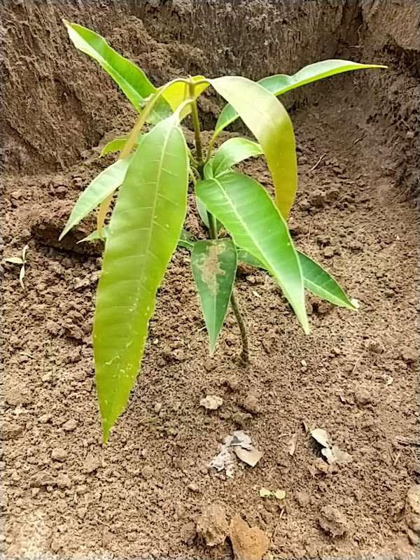 tree image