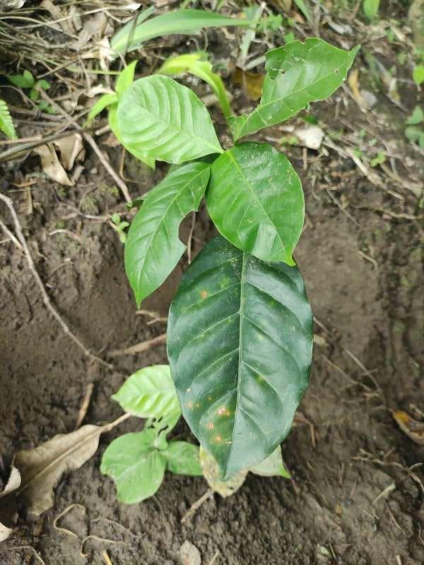 tree image
