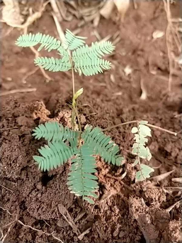 tree image