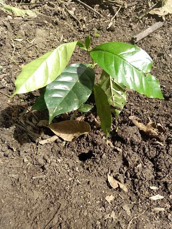 tree image