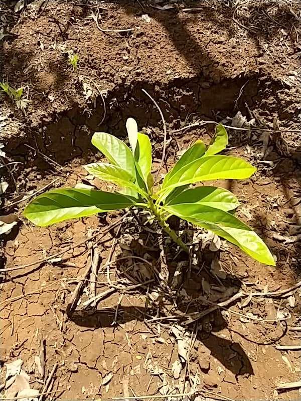 tree image