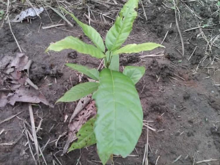 tree image