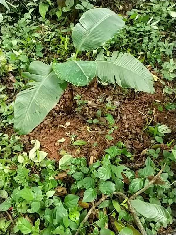 tree image