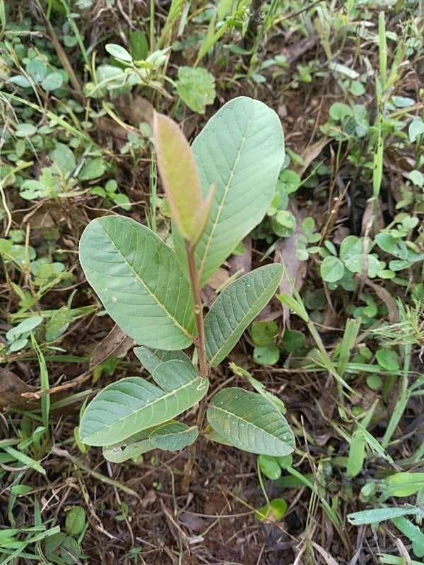 tree image
