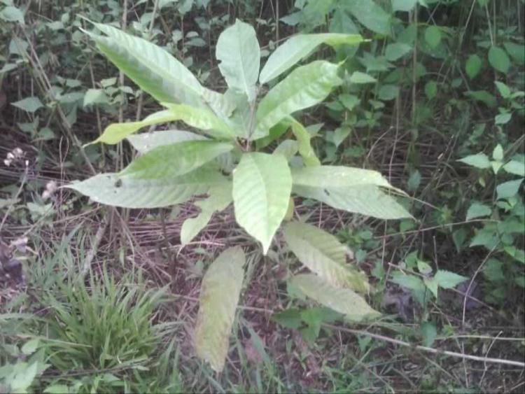 tree image
