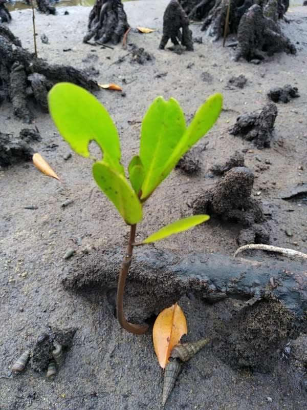 tree image
