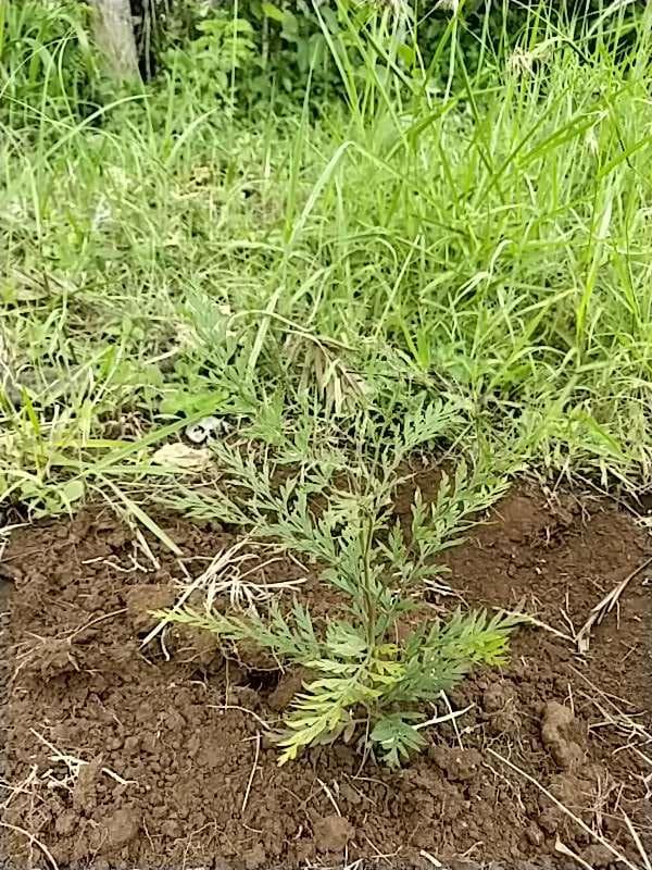 tree image
