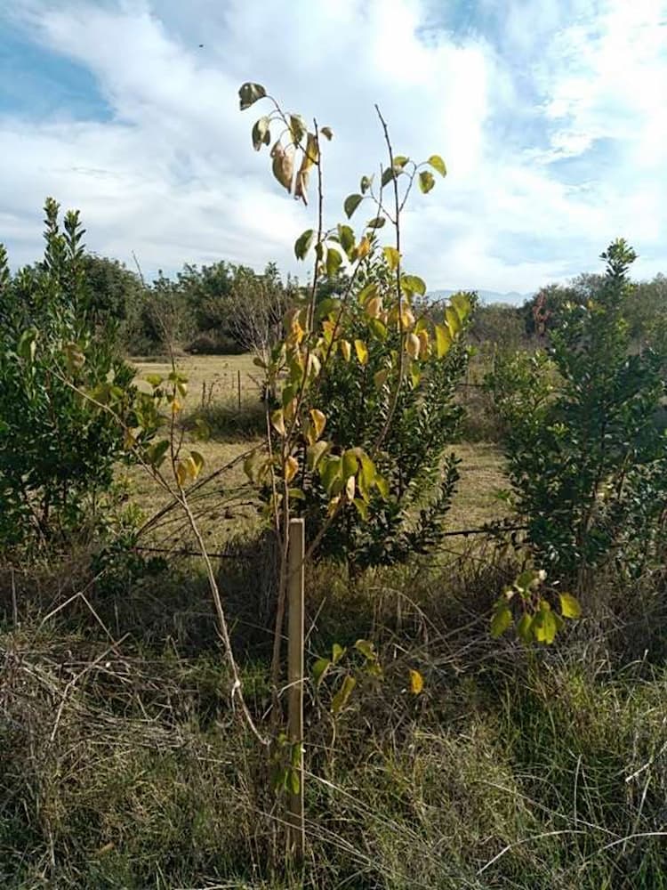 tree image