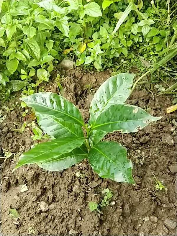 tree image