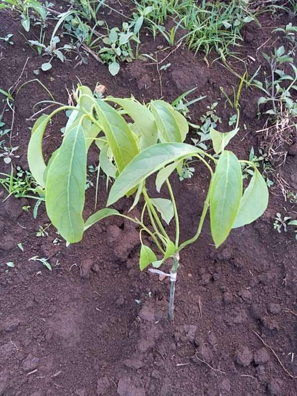 tree image