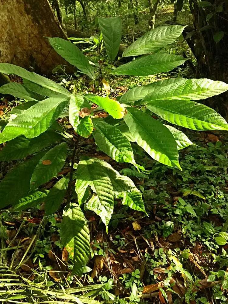 tree image