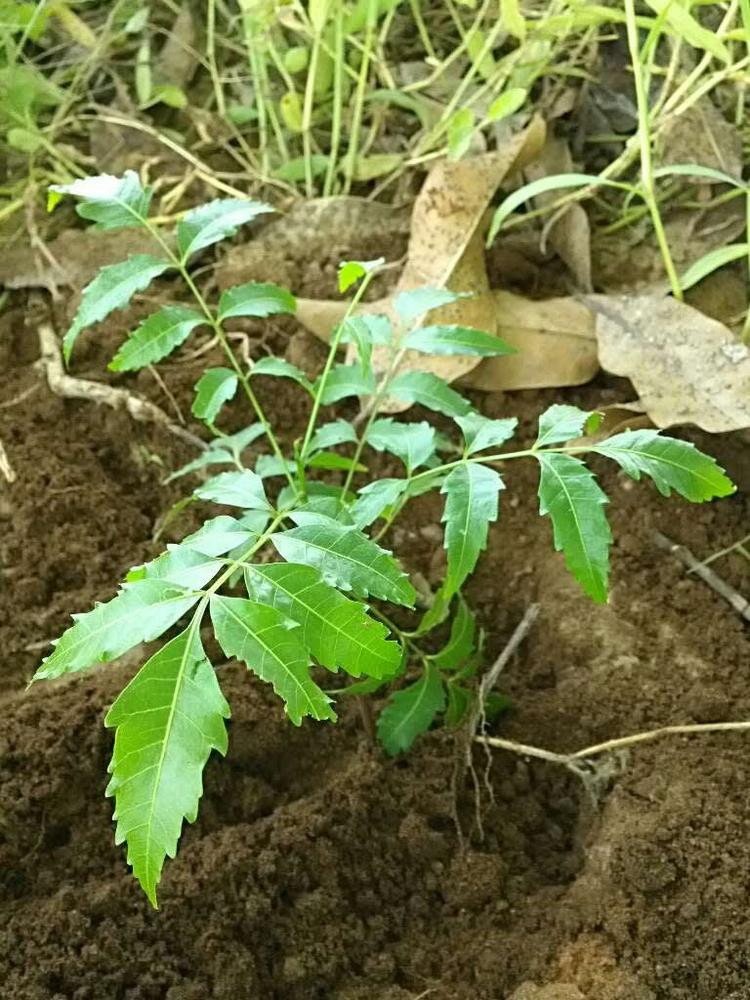 tree image
