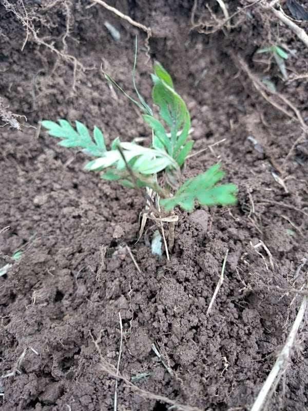 tree image
