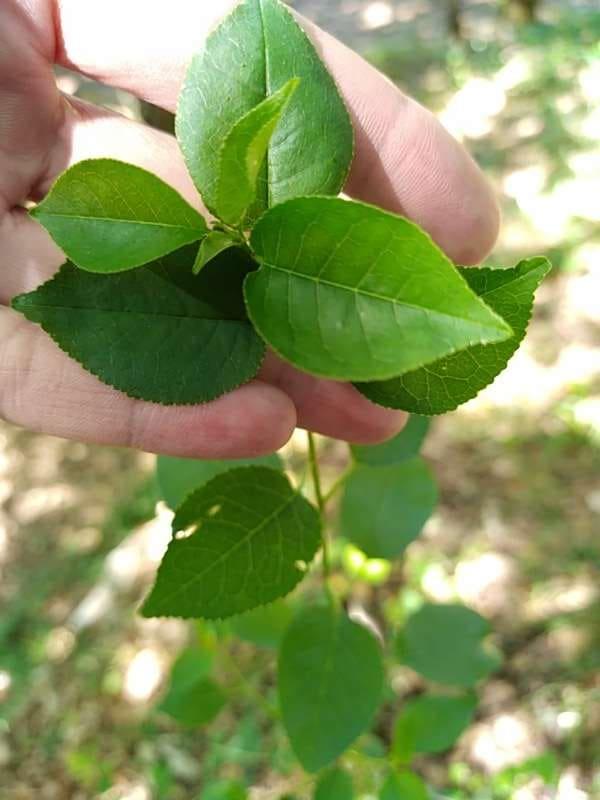 tree image