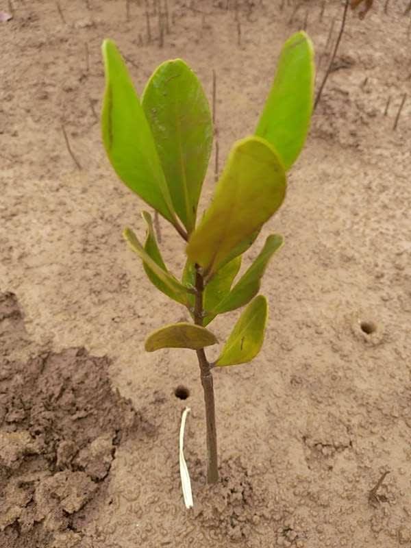 tree image