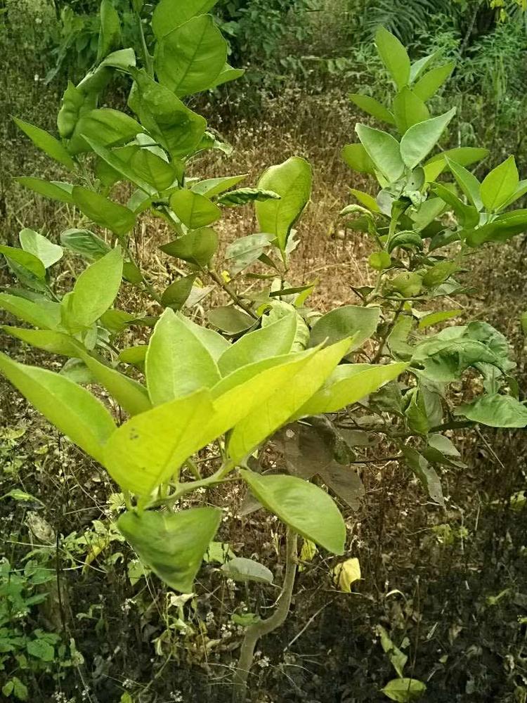 tree image