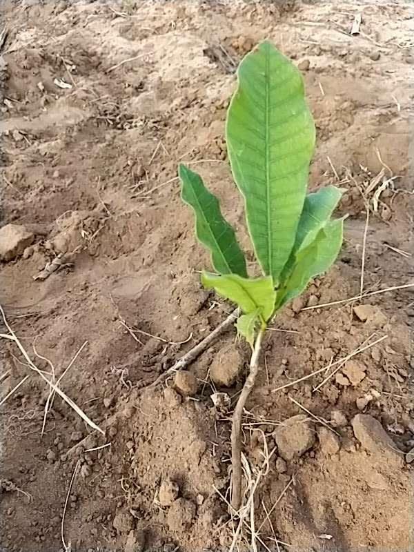 tree image