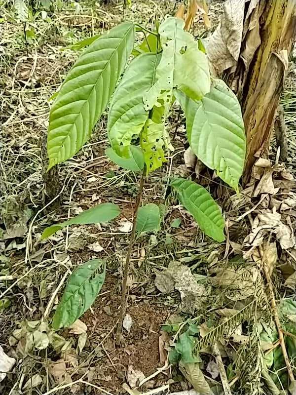 tree image