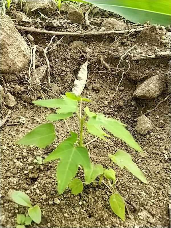tree image