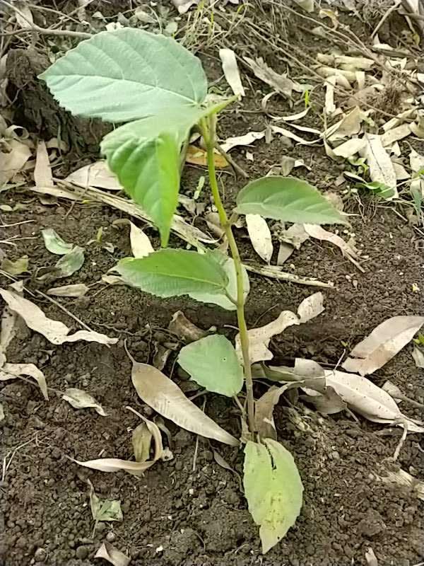 tree image