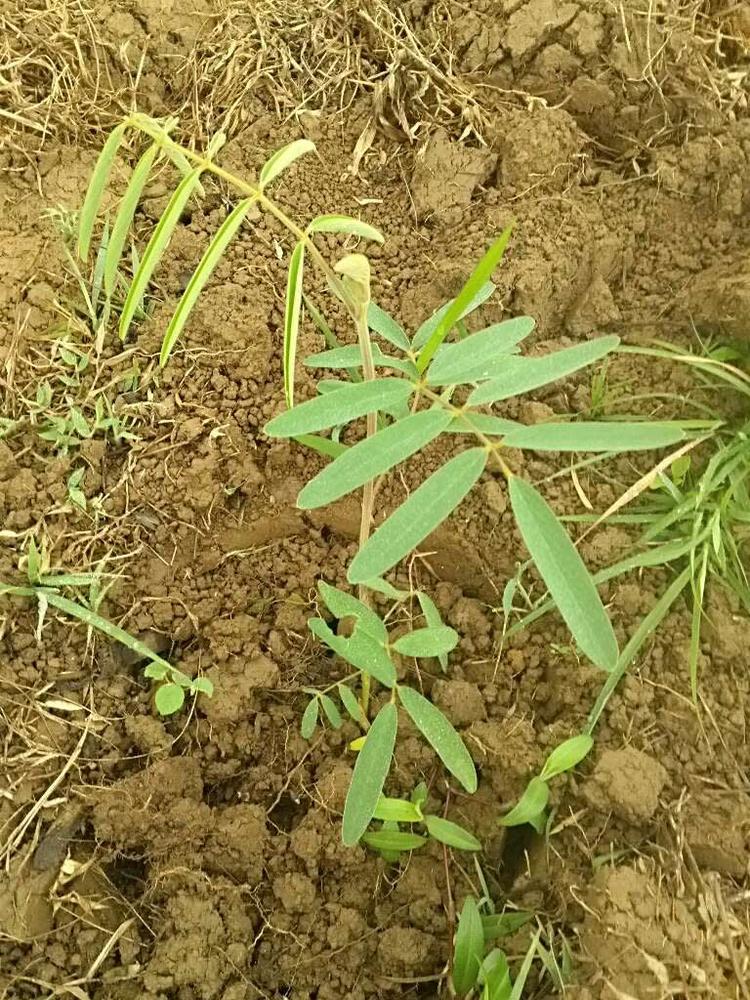 tree image