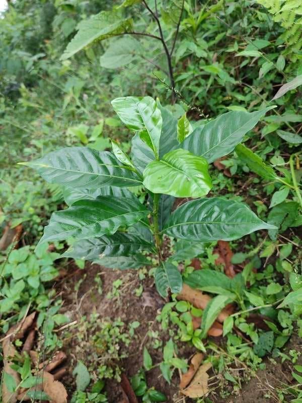 tree image