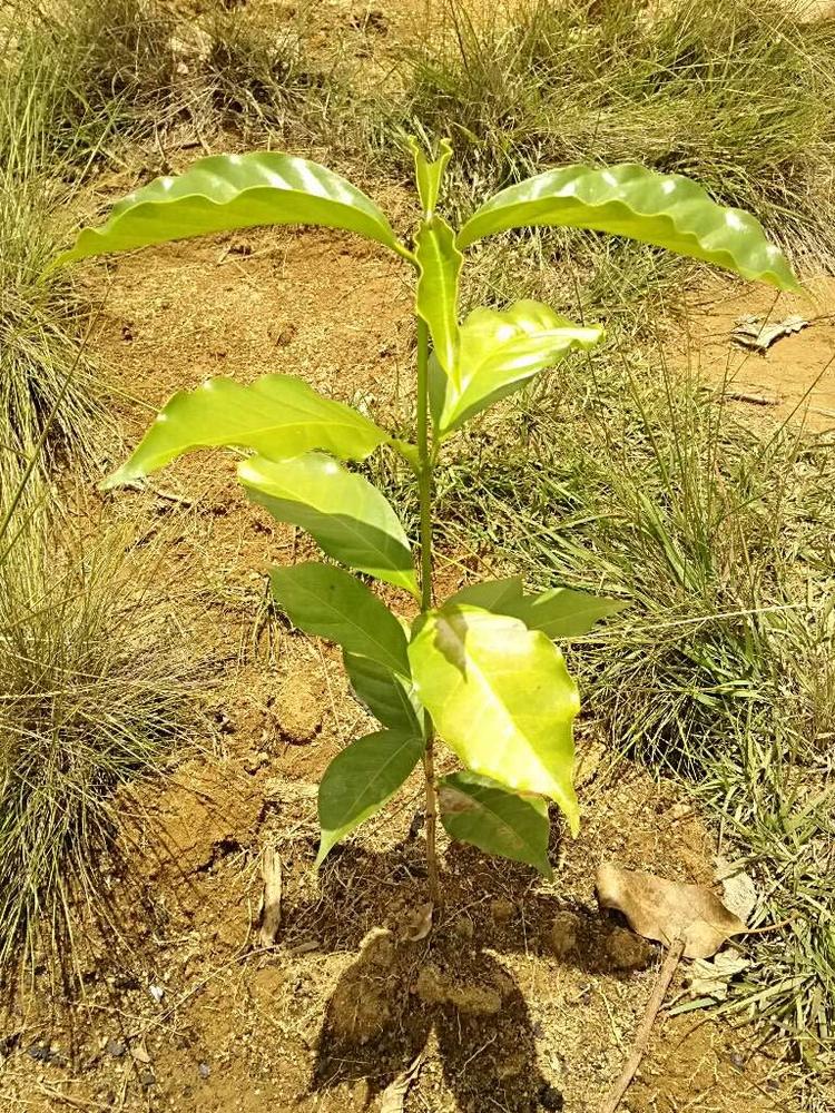 tree image