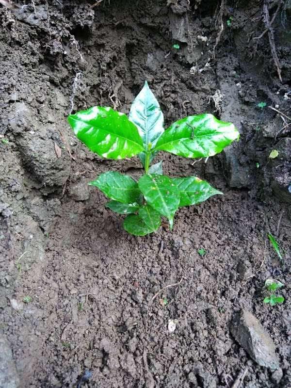tree image