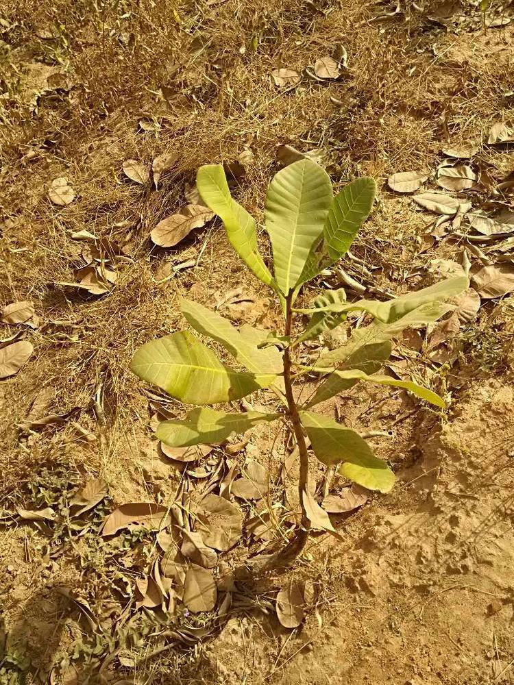 tree image