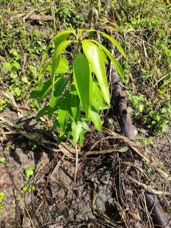 tree image