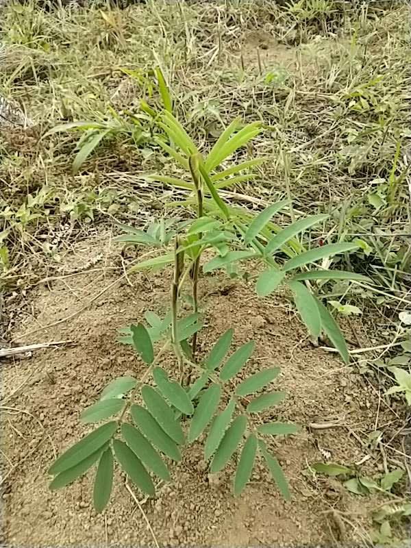 tree image