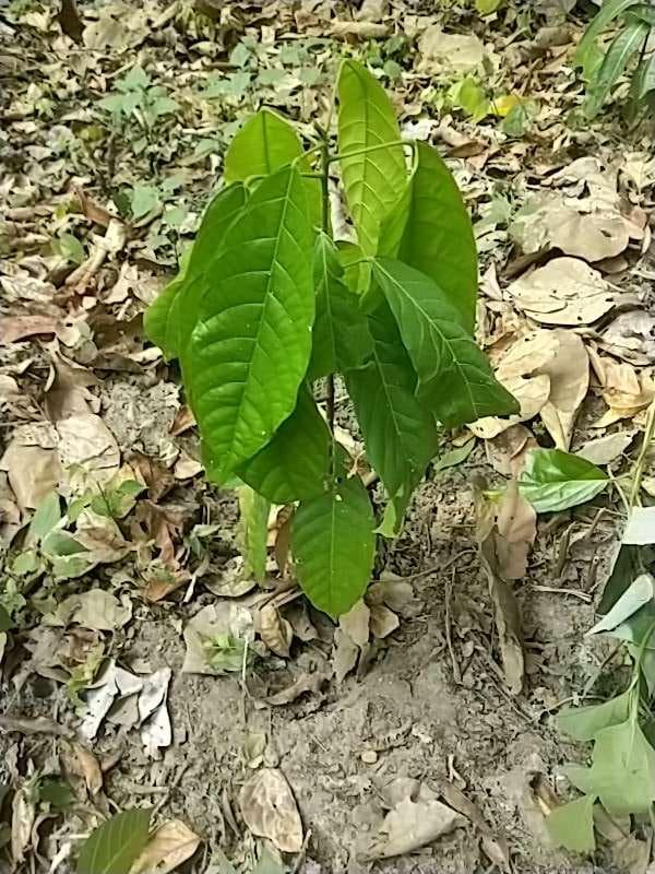 tree image