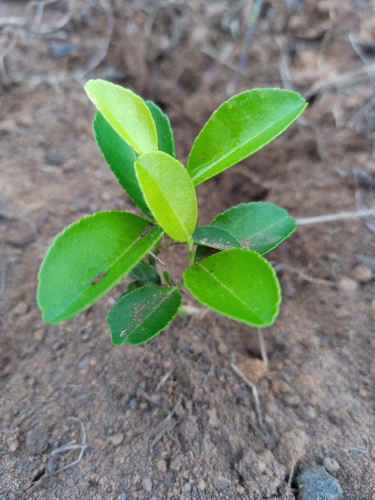 tree image