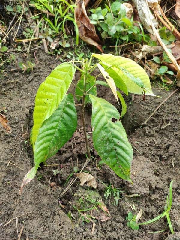 tree image