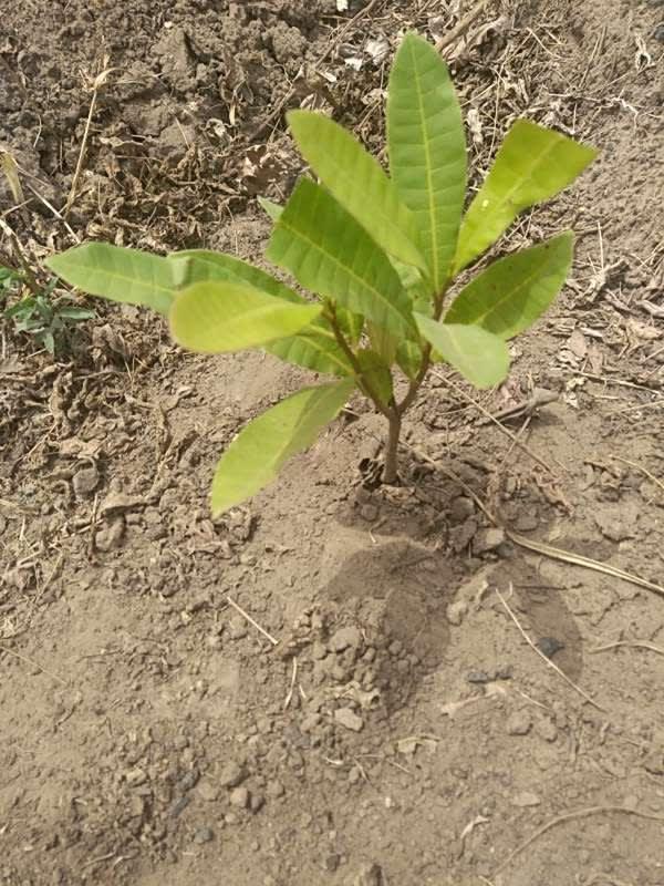 tree image