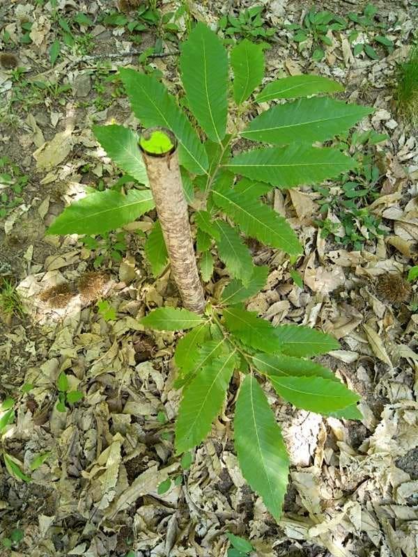 tree image