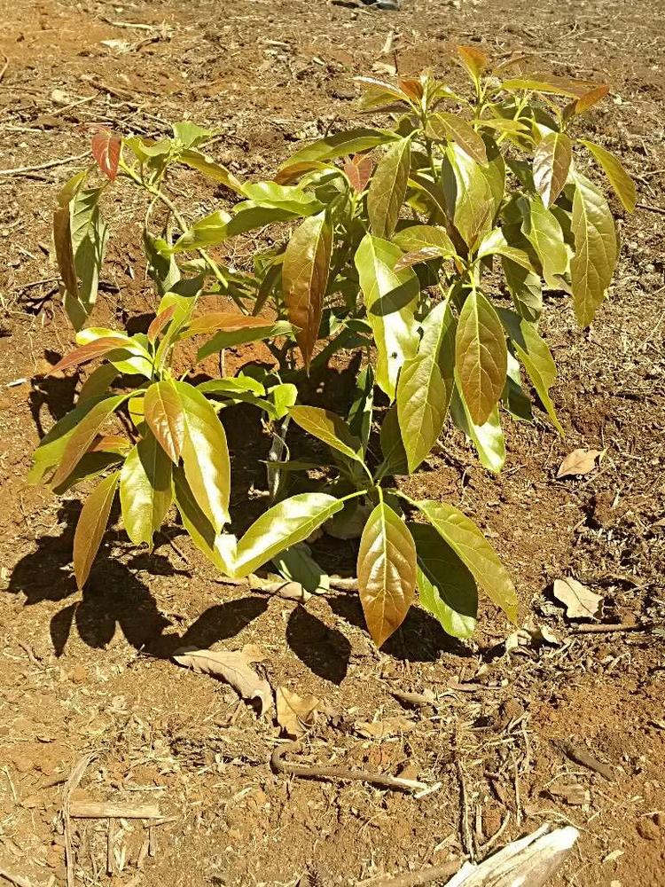 tree image