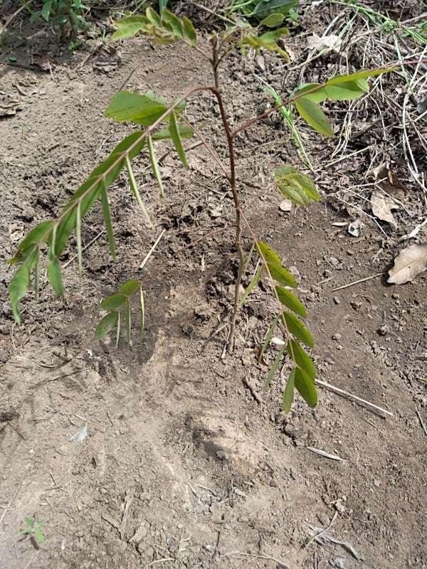 tree image