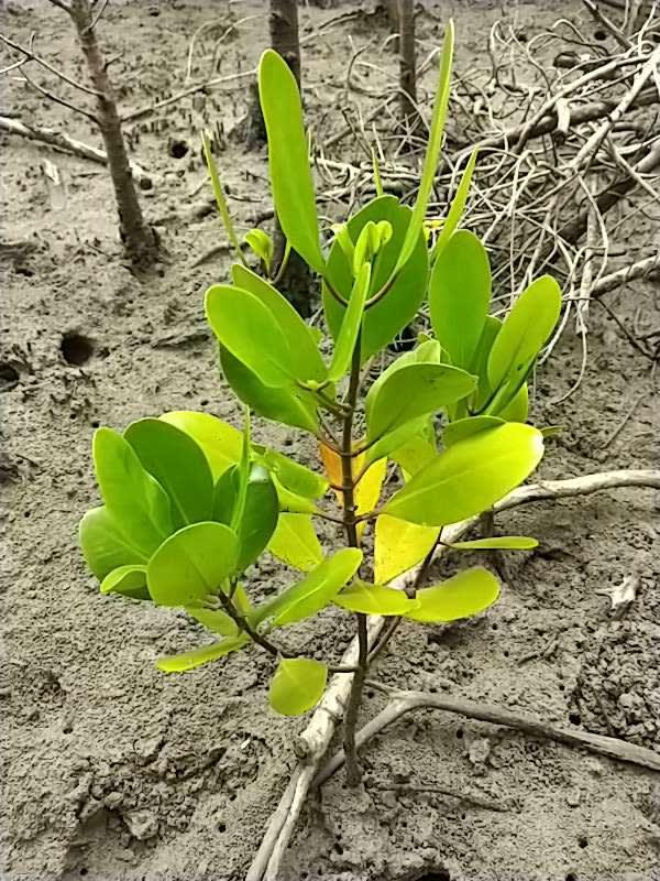 tree image