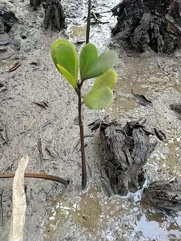 tree image