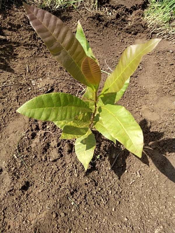 tree image