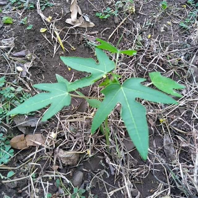 tree image