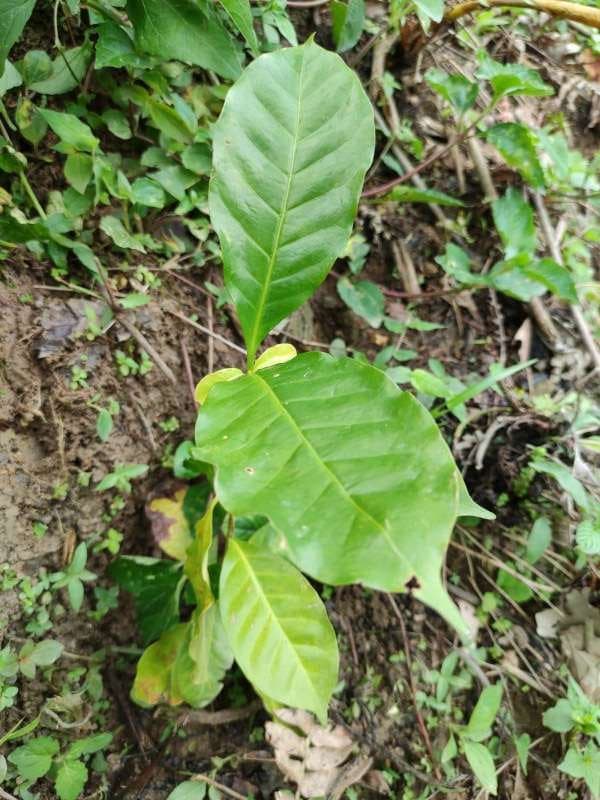 tree image