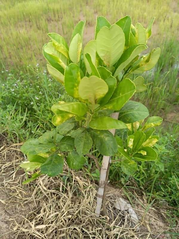 tree image