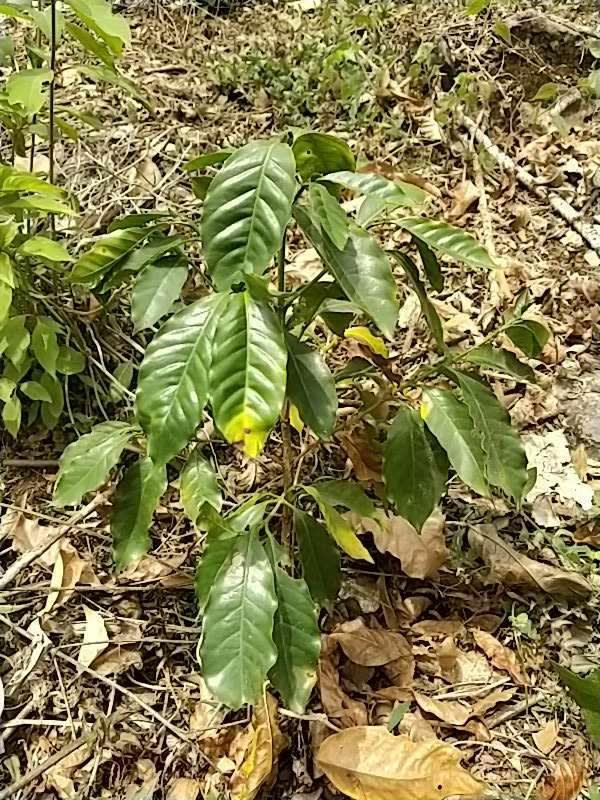 tree image