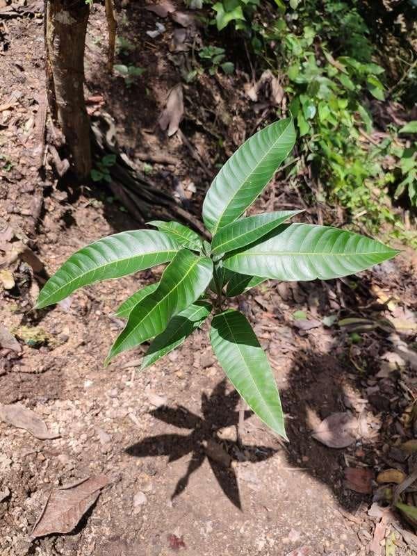 tree image