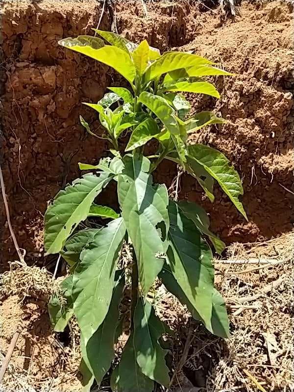 tree image