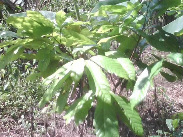 tree image