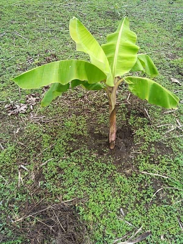tree image