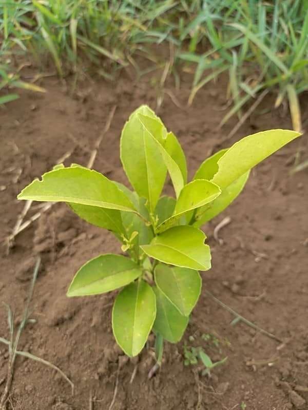 tree image